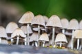 Mushroom colony Royalty Free Stock Photo