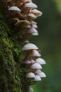 Mushroom colony sprouting from mossy tree Royalty Free Stock Photo