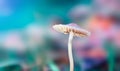 Mushroom on colorful blured background. Macro shot