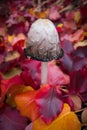 Shaggy Mane Mushroom With Colourful Autumn Leaves Royalty Free Stock Photo