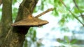 Mushroom. Mushroom conks grow on the trunk of a tree. Sign of rotten tree`s root flare. Fungi grown on tree at garden. photo durin