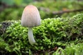 Mushroom Coprinellus domesticus commonly known as firerug inkcap