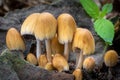 Mushroom Coprinellus micaceus commonly known as Shiny cap