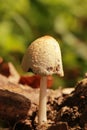 Mushroom, Coprinellus micaceus