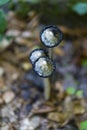 mushroom, Coprinus comatus Royalty Free Stock Photo