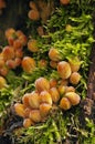 Mushroom - Coprinus micaceus