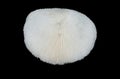 Mushroom coral Royalty Free Stock Photo