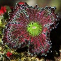 Mushroom coral as background Royalty Free Stock Photo