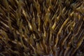 Mushroom Coral Detail Royalty Free Stock Photo