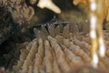 Mushroom coral (Fungia scruposa) Royalty Free Stock Photo