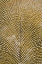 Mushroom coral macro. Royalty Free Stock Photo