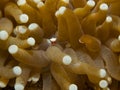Mushroom Coral Shrimp Royalty Free Stock Photo