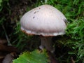 Mushroom Cortinarius in autumn forest