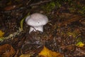 Mushroom Cortinarius in the forest