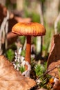 Mushroom Cortinarius uliginosus in forest