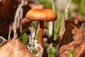Mushroom Cortinarius uliginosus Royalty Free Stock Photo