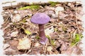 The mushroom of Cortinarius violaceus. Imitation of a picture. Oil paint. Illustration