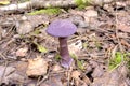 The mushroom of Cortinarius violaceus