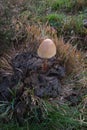 Mushroom on Cow Dung