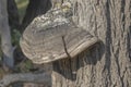 Mushroom crab-of-the-woods LaetÃÂ­porus sulphÃÂºreu on forest on Tataru island Royalty Free Stock Photo