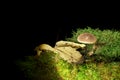 Mushroom on the wood overgrowned by moss, black background.