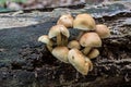 mushroom on dead tree