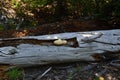 Mushroom on Dead Wood in Mount Saint Helens National Volcanic Monument  Washington Royalty Free Stock Photo