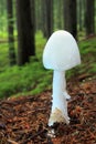 Mushroom destroying angel Royalty Free Stock Photo