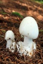 Mushroom destroying angel Royalty Free Stock Photo