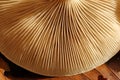 Mushroom. Royalty Free Stock Photo