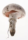 Mushroom details