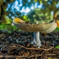 Mushroom details in the morning light Royalty Free Stock Photo