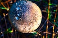 Mushroom dew and goo drops Royalty Free Stock Photo