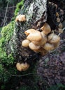 Mushroom on died wood stump