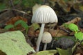 Mushroom with distinctive hat