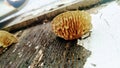 Mushroom distinctive wavey growth pattern