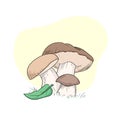 Mushroom drawing champignon, porcini, greasers, suillellus, boletus, russule, russulacea, amanita, death cap. Vector graphic stock