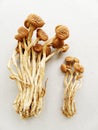 Mushroom, dried food Royalty Free Stock Photo