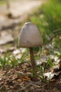 Mushroom on dung
