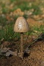 Mushroom on dung