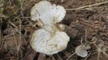 Mushroom earth closeup in outdoor