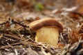 Mushroom on the earth