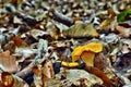 Mushroom edible chanterelle