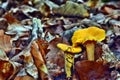 Mushroom edible chanterelle