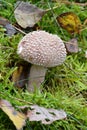 Mushroom Royalty Free Stock Photo