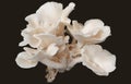 Mushroom edible fungi