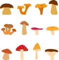 Mushroom, edible and inedible mushrooms