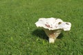 Mushroom Entoloma sinuatum