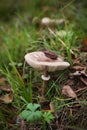 Mushroom exposing gills, edible fungi growing in the grass