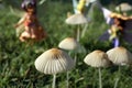 Mushroom Fairies Royalty Free Stock Photo